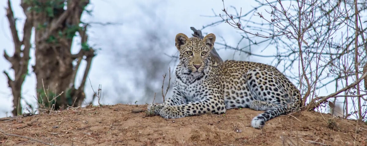 Jawai Leopard Safari