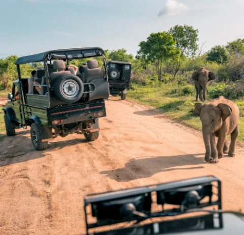 Ranthambore Sightseeing Tour